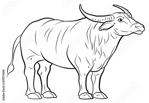 Symbol of the year 2021. Large wild animal buffalo  black and white image. 