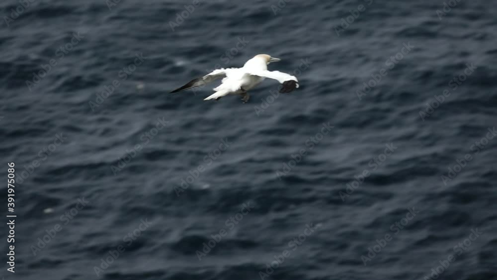 Gannet gliding over the ocean in super slow motion Gannet gliding over the ocean in super slow motion