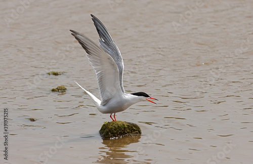 Common Tern, Visdief, Sterna hirundo photo