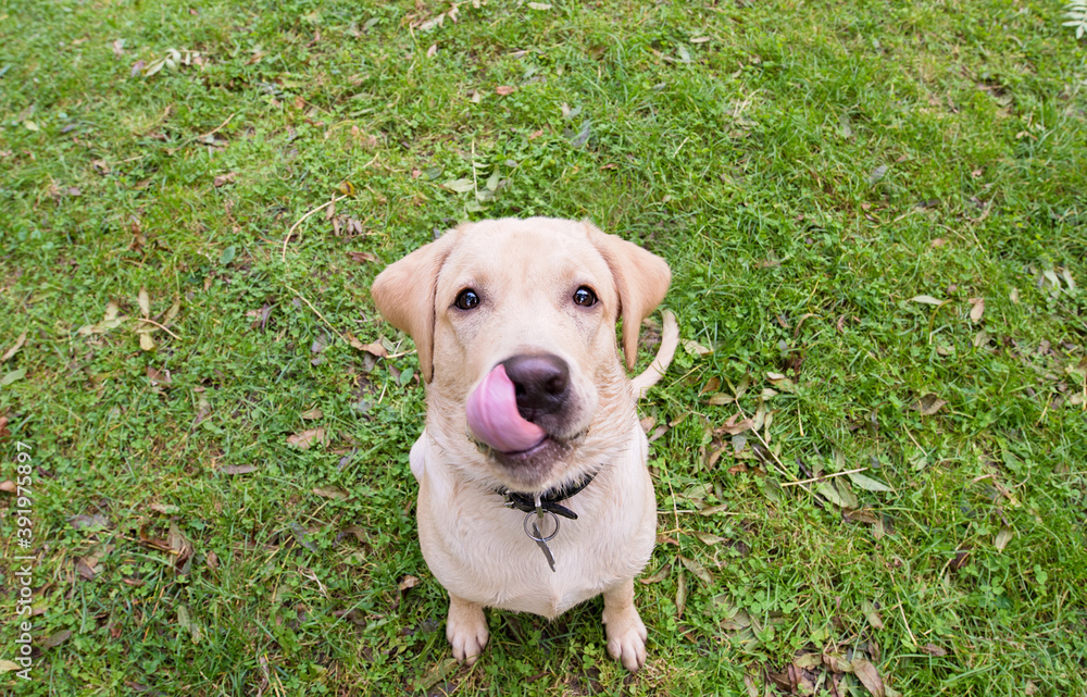 Funny, closeup photo of a labrador retriever dog.