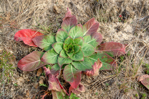 The bright leaves in a 'basal rosette' of common evening-primrose (Oenothera biennis), close-up. Rosettes of this plant tend to have red or purplish pigmentation at autumn