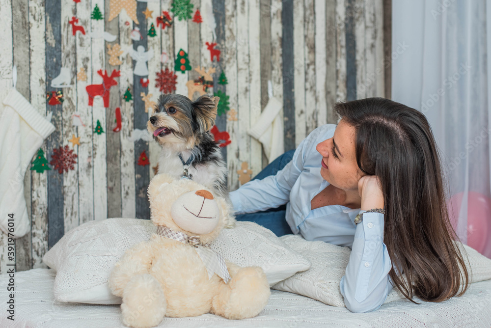 Merry Christmas and Happy New Year! Dog beaver breed York having fun happy on the pillow with his owner.