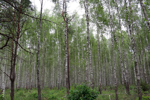 Fototapeta Naklejka Na Ścianę i Meble -  Birches. Birch forest on a summer day.