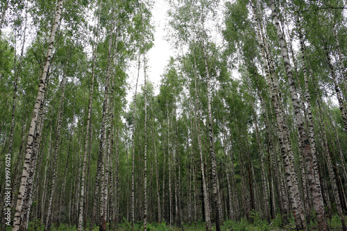 Birches. Birch forest on a summer day.