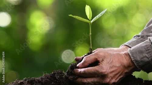 Close up hands holding and caring a green young plant