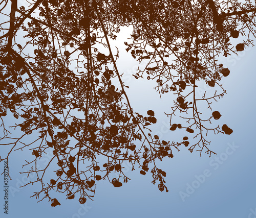 Silhouettes branches of deciduous tree in autumn forest