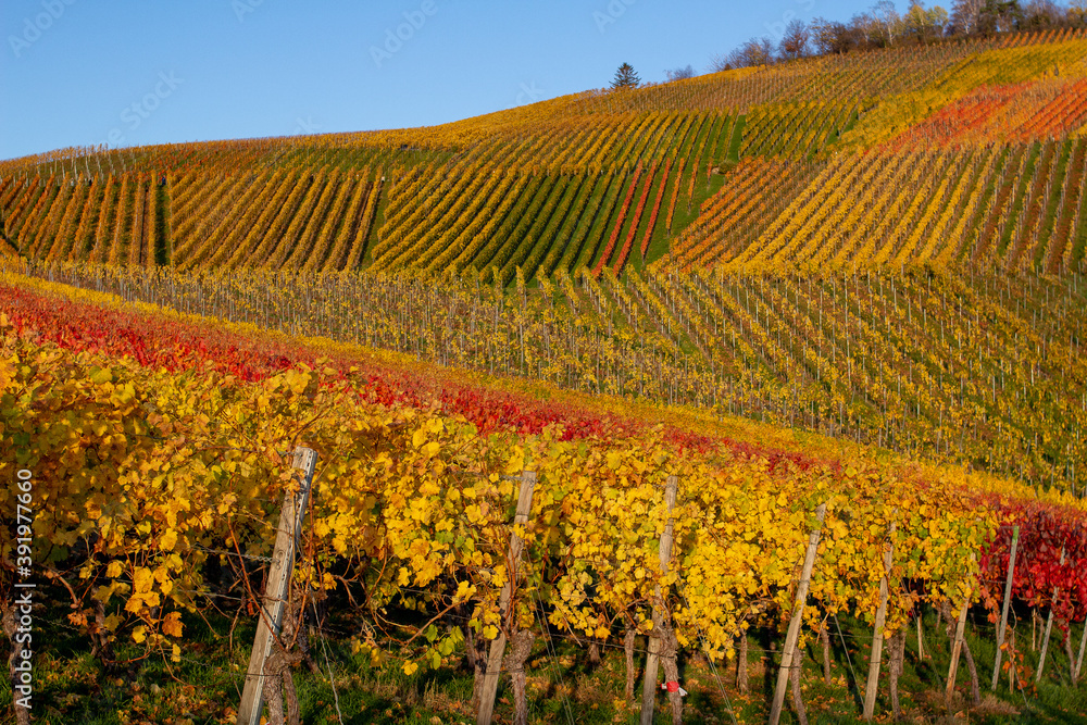 Weinberge in Stuttgart mit Herbstfarben Rotenberg laub