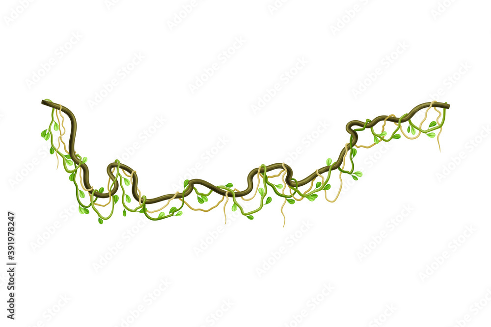 Liana with Long Stem and Stiff Branch as Woody Vine Vector Illustration Liana with Long Stem and Stiff Branch as Woody Vine Vector Illustration
