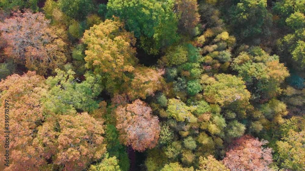 Drone aerial 4k moving forward over autumnal fall trees and red color colour path Drone aerial 4k moving forward over autumnal fall trees and red color colour path