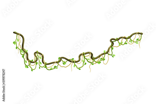 Liana with Long Stem and Stiff Branch as Woody Vine Vector Illustration