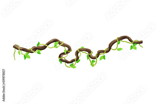 Liana as Long-stemmed Woody Vine Climbing and Tangled Around Tree Vector Illustration