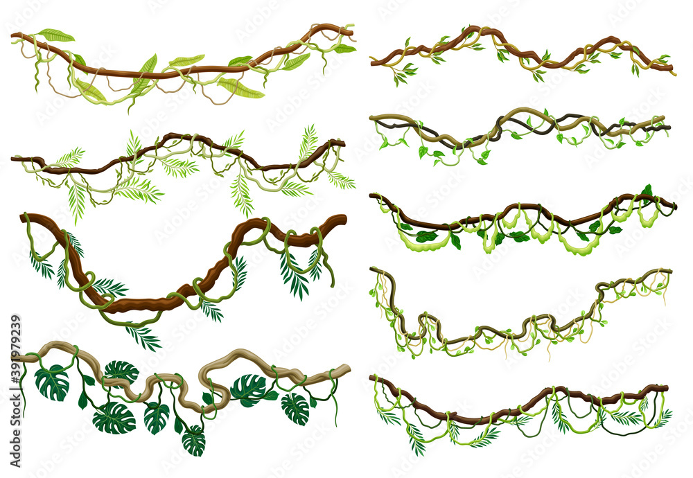 Liana as Long-stemmed Woody Vine Climbing and Tangled Around Tree