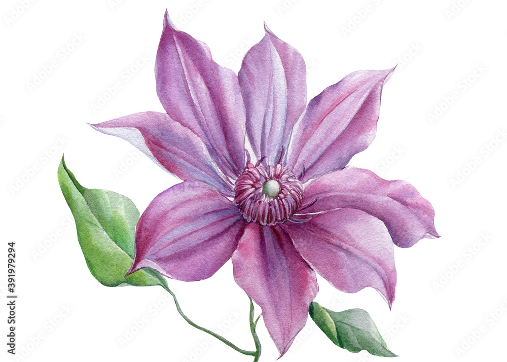 Clematis flower on white background, watercolor botanical illustration, hand drawing Clematis flower on white background, watercolor botanical illustration, hand drawing