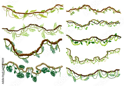 Fotografiet Liana as Long-stemmed Woody Vine Climbing and Tangled Around Tree Vector Set
