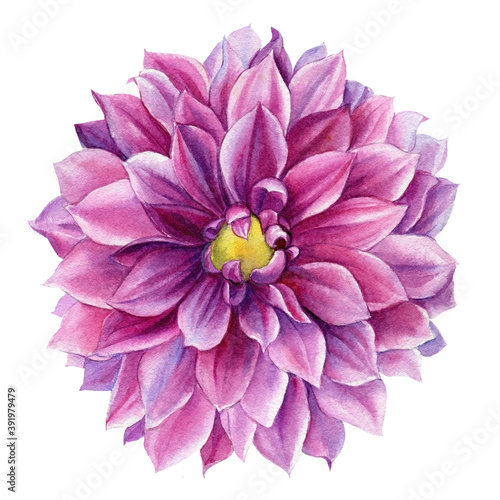 Watercolor pink dahlia flower on white background, botanical illustration, hand drawing photo