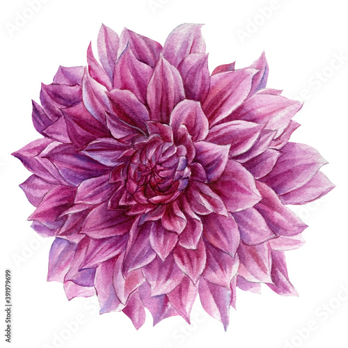 Watercolor pink dahlia flower on white background, botanical illustration, hand drawing