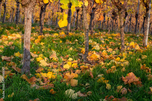 Weinberge in Stuttgart mit Herbstfarben Rotenberg laub