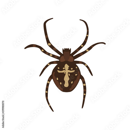 brown spider Araneus sign