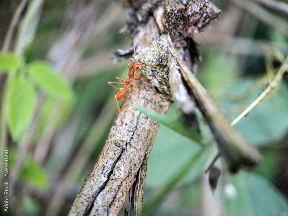 Red ants on green grass on nature background Red ants on green grass on nature background