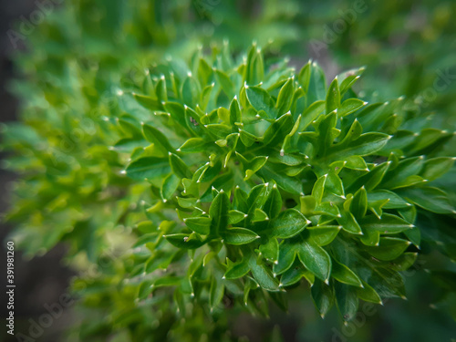 Petroselinum crispum leaves close-up macro