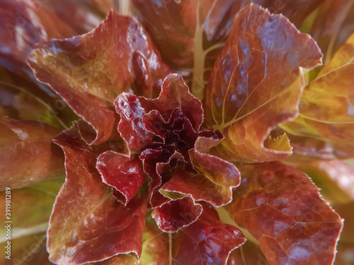 top of the head Lactuca sativa close-up