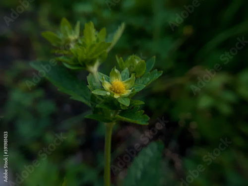 Macro Potentilla yellow little flower