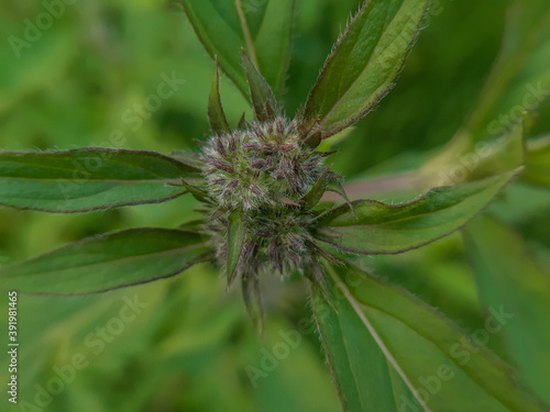 macro fluffy plant close-up 