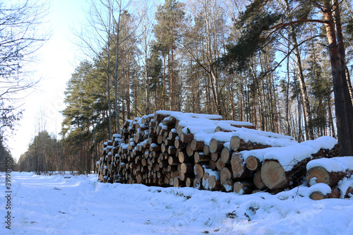 Forest industry. Tree trunks in the forest.