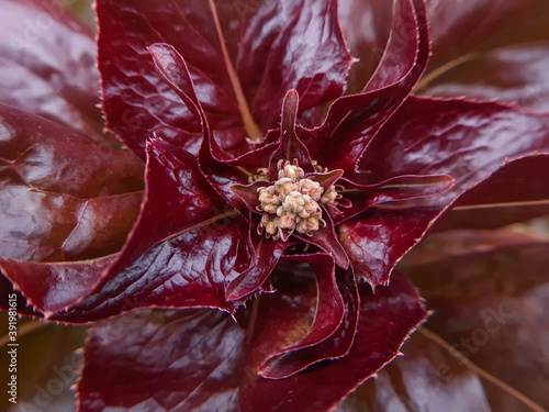 top of the head Lactuca sativa close-up