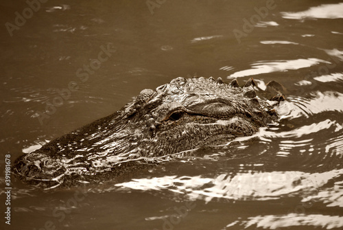 American alligator close up
