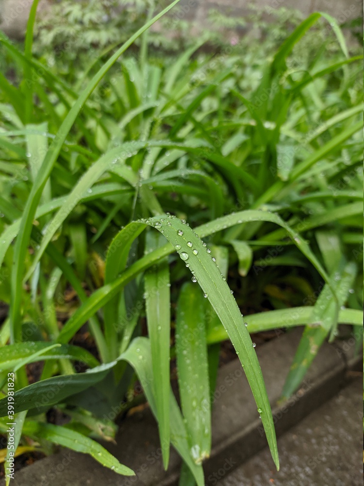 Obraz premium Sweaty plant