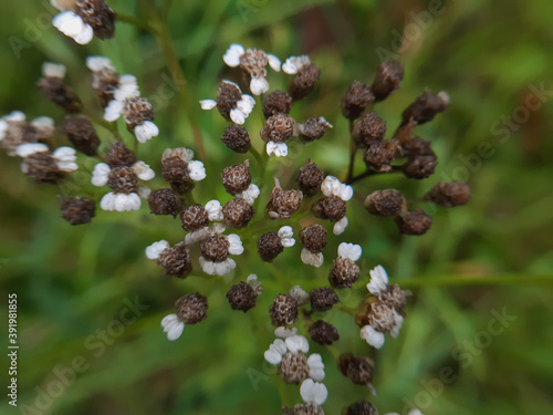 Achillea millefolium autumn faded macro