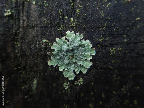Green lichen on the bark of a tree textureGreen lichen on the bark of a tree texture