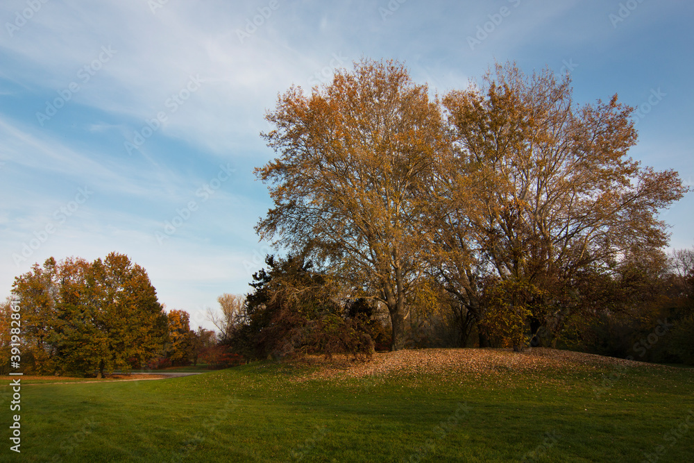 Foliage: autunno nel parco. Alberi con foglie rosse e dorate Foliage: autunno nel parco. Alberi con foglie rosse e dorate