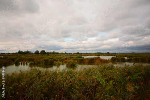 beautiful colorful autumn landscape of the lake with reeds

