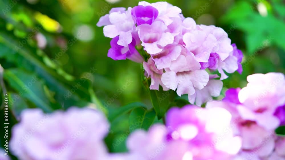 Mansoa alliacea or Garlic vine blooming on tree branches in blur background, Beautiful violet Garlic vine flower in blur garden background. with Natural sound. Mansoa alliacea or Garlic vine blooming on tree branches in blur background, Beautiful violet Garlic vine flower in blur garden background. with Natural sound.