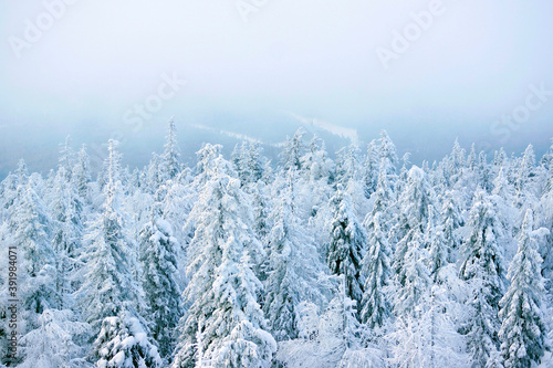 winter, tree, cold, frost, forest, ural, white mountain, pines, snow © Gold Lioness