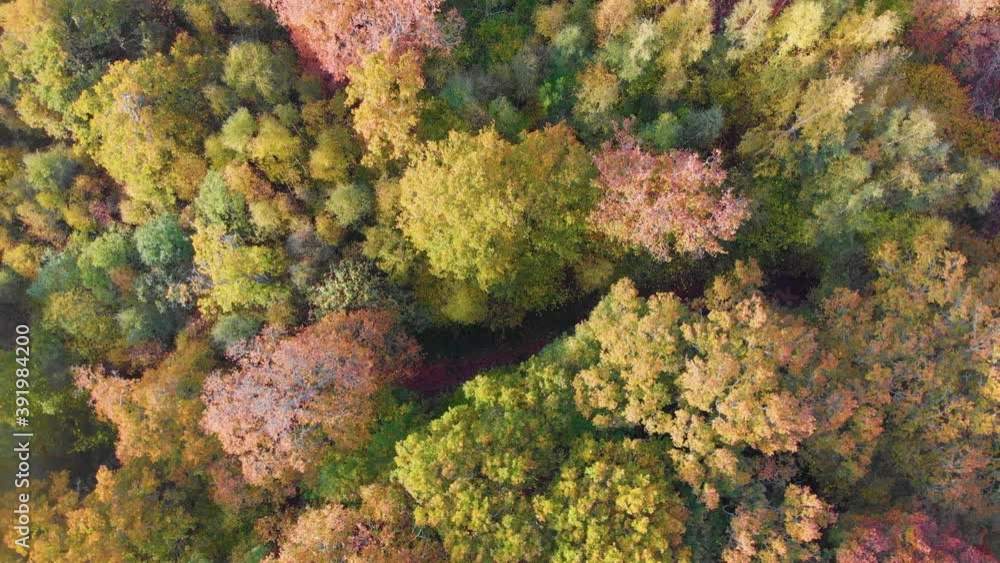 Rotating circular drone of fall autumn colour color trees forest woods red pathway Rotating circular drone of fall autumn colour color trees forest woods red pathway