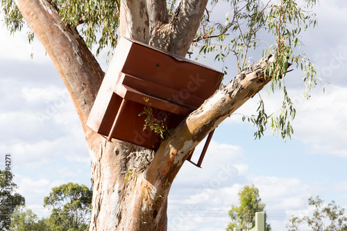 A piano lodged in a gum tree after historic flood.
