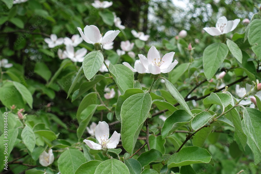 Leafage and pinkish white flowers of quince tree in May Leafage and pinkish white flowers of quince tree in May