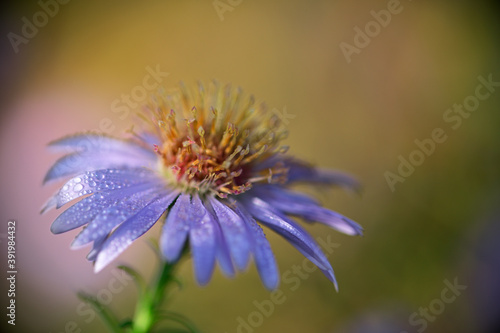 Nahaufnahme einer blauen Herbstaster mit Morgentau