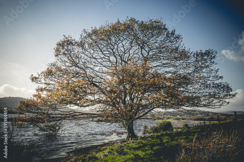 Beautiful tree at Lough Allua in Ireland photo