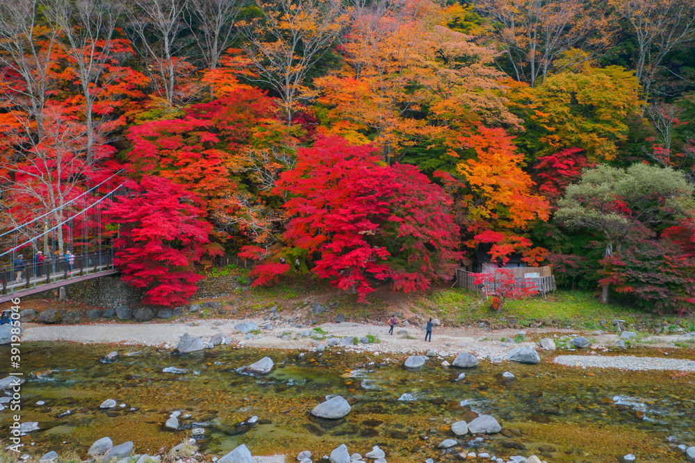 Autumn leaves and clear river (Tochigi, Japan)