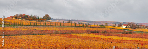  Weinberge im Herbst - schönster Weinberge in der Pfalz, wie Toskana photo