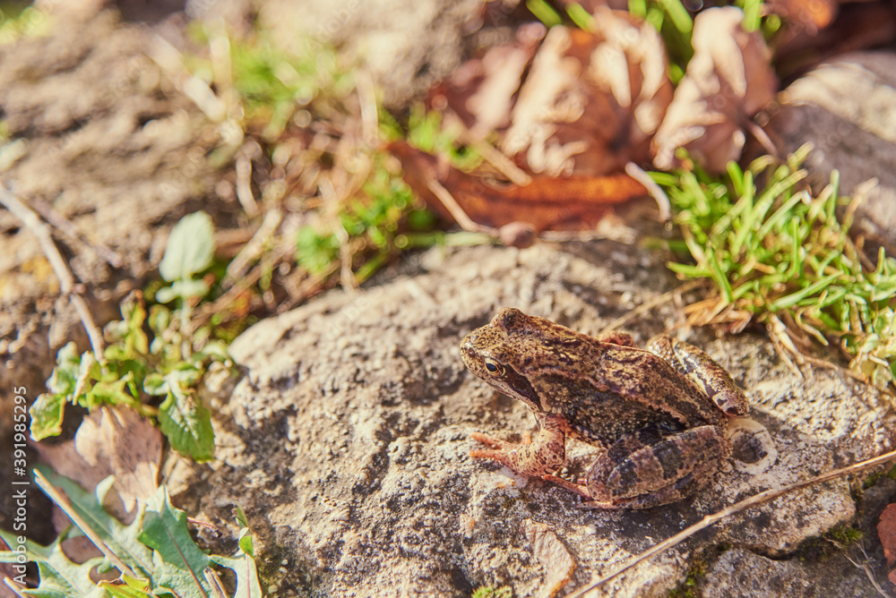 A frog, Slightly blurred in the sunlight, sits on the rocks. A frog, Slightly blurred in the sunlight, sits on the rocks.