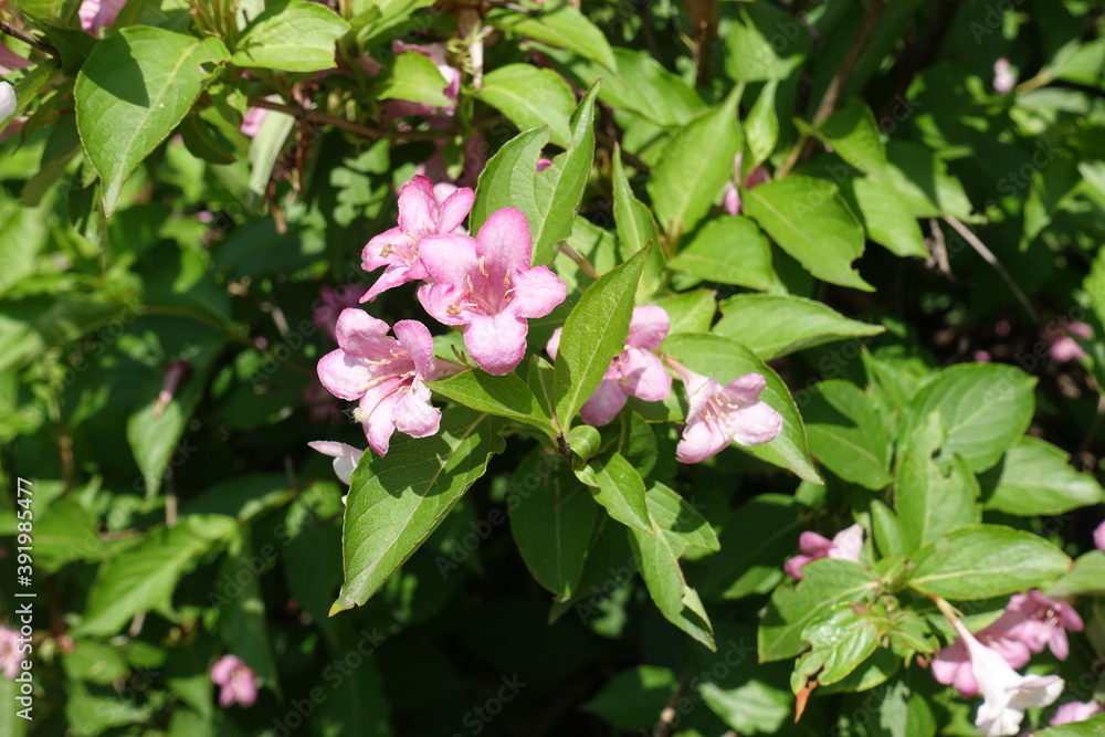 Lush green foliage and pink flowers of Weigela florida in May