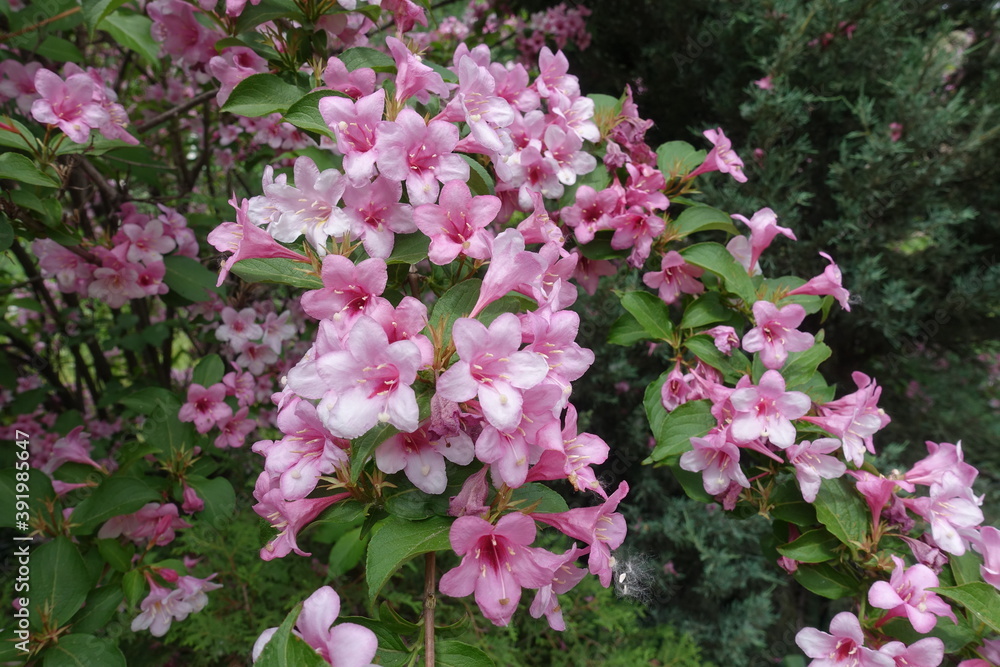 Multitude of pink flowers of Weigela florida in May Multitude of pink flowers of Weigela florida in May