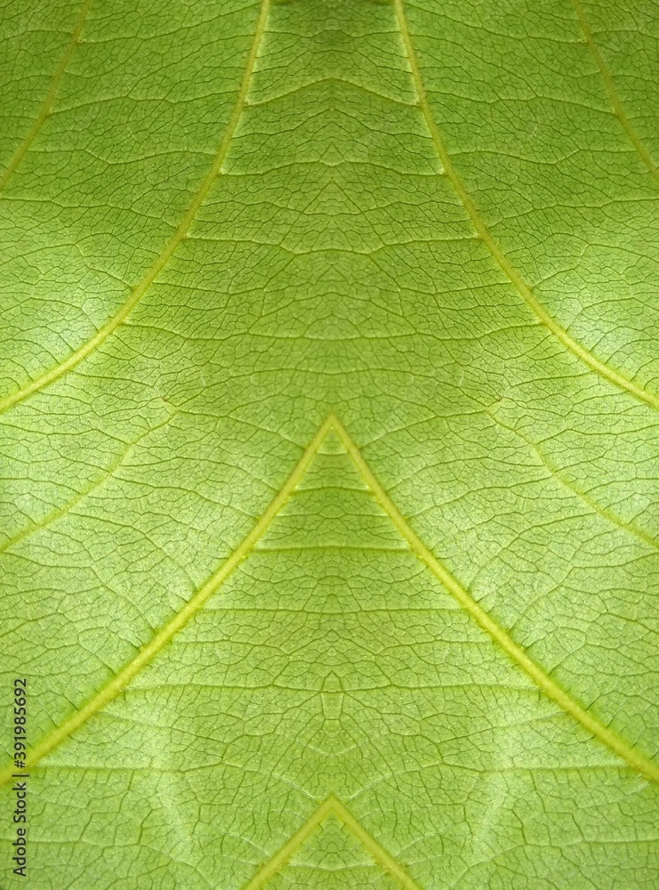 Obraz premium Closeup green leaf texture