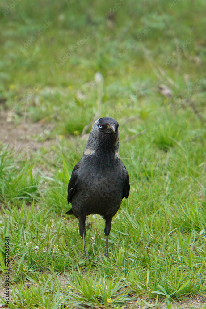 jackdaw on the grass jackdaw on the grass