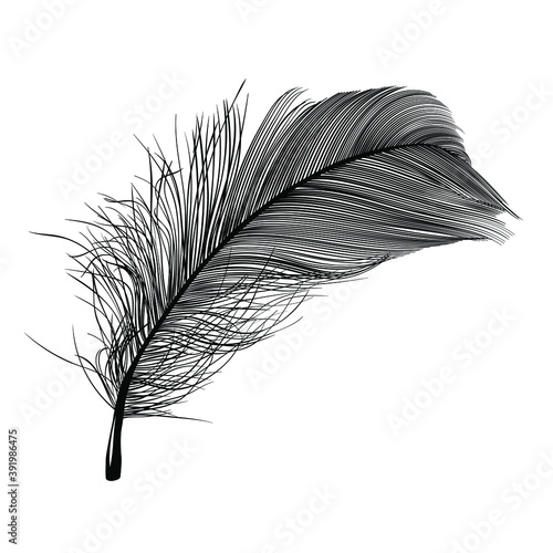 bird feather detailed aerial silhouette
